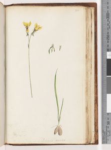 Sayfa 211. Diuris aurea Şekli / Altın Eşek Orkidesi by Unknown artist