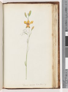 Sayfa 213. Diuris aurea. Egzoz. Bot. T. 9. Altın Eşek Orkide by Unknown artist