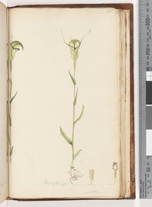 Sayfa 215. Pterostylis op / viridis by Unknown artist