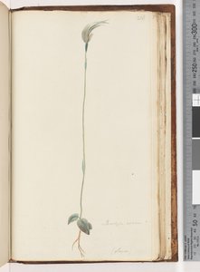 Sayfa 216. Pterostylis nutans? / by Unknown artist