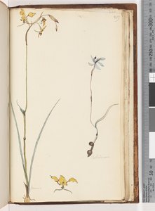 Sayfa 219. Caladenia / Diuris iki bitki by Unknown artist
