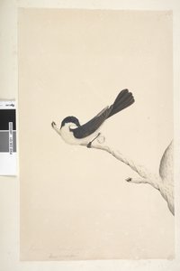 Sayfa 21. Musciopa. farklı el Haziran ayında yukarıdaki başlık. Doğal boyut Huzursuz Sinekkapan Myiagra inquieta Seisura inquieta, 1791-92 by Unknown artist