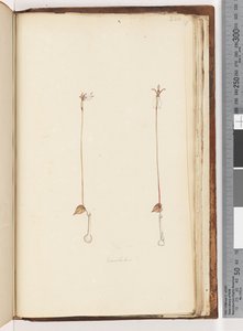 Sayfa 220. Enochelus ? by Unknown