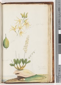 Sayfa 224. Dendrobium speciosum / Kaya Orkidesi by Unknown artist