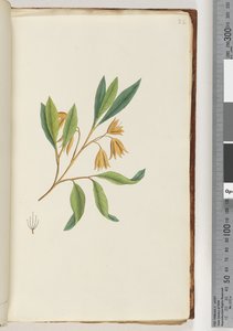 Sayfa 22. Tanımlanamayan bitki by Unknown artist