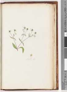 Sayfa 231. Madia sp by Unknown artist