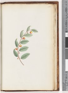 Sayfa 232. Tanımlanamayan bitki by Unknown artist
