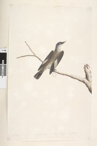 Sayfa 23. Mayıs, doğal boyut, iris ve dil şüpheli Brown Treecreeper Climacteris picumnus, 1791-92 by Unknown artist