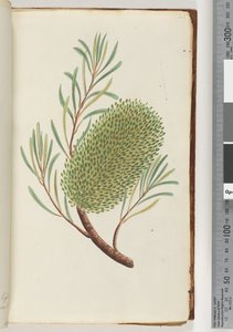 Sayfa 23. Adsız çiçekli bitki by Unknown artist