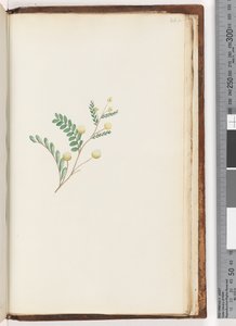 Sayfa 242. Tanımlanamayan bitki by Unknown artist