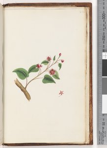 Sayfa 252. Tanımlanamayan bitki by Unknown artist