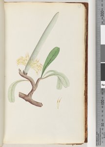 Sayfa 29. Sahil Banksia by Unknown artist