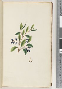 Sayfa 2. Tanımlanamayan bitki by Unknown artist