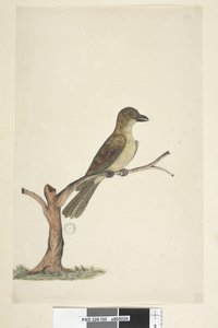 Sayfa 30. ...? Norfolk Adası Kara Kuşu? Aplonis fuscus, kadın, 1791-92 by Unknown artist