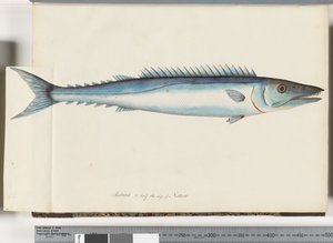 Sayfa 32. Barracouta by Unknown artist