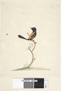 Sayfa 33. Doğal boyut Kırmızı, Sırtlı Çalıkuşu Malurus melanocephalu,erkek, 1791-92 by Unknown artist