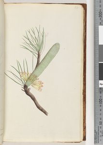 Sayfa 33. Bitki, Banksia spinulosa by Unknown artist