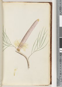 Sayfa 34. Bir Banksia by Unknown artist