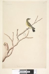 Sayfa 36. Eylül. Doğal boy Sarı Diken Gagalı Acanthiza nana, 1791-92 by Unknown artist