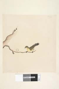Sayfa 37. Ekim. Doğal boy Sarı Diken Gagalı Acanthiza nana, 1791-92 by Unknown artist