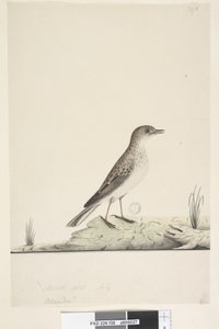 Sayfa 38. Alundu? yukarıdaki başlık farklı elde Doğal boyut,  Temmuz Pipit Anthus australis, 1791-92 by Unknown artist