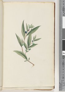 Sayfa 3. Tanımlanamayan bitki by Unknown artist