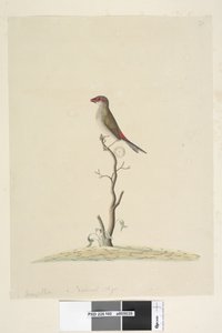 Sayfa 40. Müşteri Hizmetleri. Doğal boyut Kırmızı, Kaşlı Finch Neochmia brevis Aegintha brevis, 1791-92 by Unknown artist