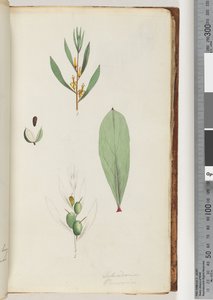 Sayfa 42. Schraderia / Kişi by Unknown artist
