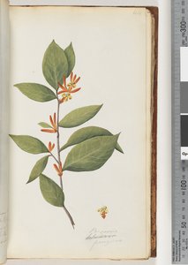 Sayfa 44 Personia / Schraderia ferruginea by Unknown artist