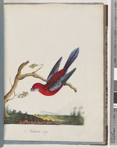 Sayfa 45. Kızıl Rosella. Penntian papağanı by Unknown artist