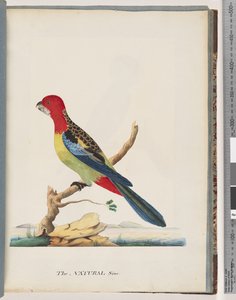 Sayfa 47. Doğu Rosella. aynı papağan değil by Unknown artist