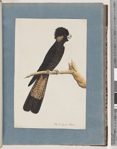 Sayfa 48. Sarı Kuyruklu Kara Kakadu. banka papağanı by Unknown artist