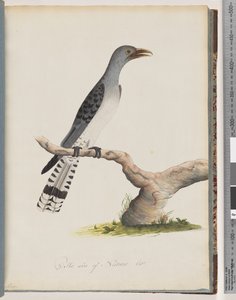 Sayfa 49. Tanımlanamayan kuş. tırpan by Unknown artist
