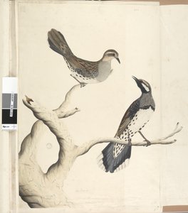 Sayfa 4. Turdus. farklı bir el ile çizilmiş Doğal boyutta, Koloni
