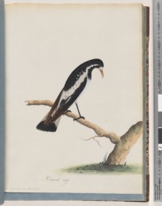 Sayfa 50. Saksağan kuşu. Corvus cyanoleucos by Unknown artist