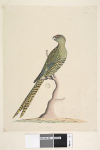 Sayfa 50. Bu bir kara papağanıdır ve asla bir ağaca gitmez veya çok nadiren. alt merkezde farklı el Natl. boyut. Yer Papağanı Pezoporus wallicus, 1791-92 by Unknown artist