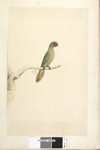 Sayfa 51. Doğal boyut Küçük Lorikeet Glossopsitta pusilla, 1791-92 by Unknown artist