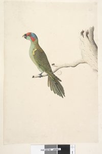 Sayfa 52. Doğal boyut Misk Lorikeet Glossopsitta concinna, 1791-92 by Unknown artist
