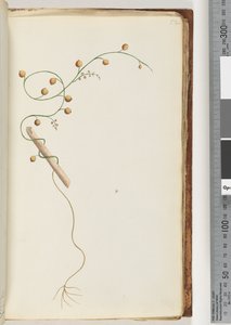 Sayfa 52. Tanımlanamayan bitki by Unknown artist