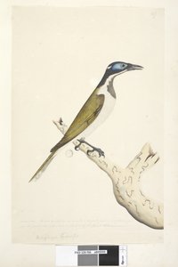 Sayfa 56. Melephahu Cyanops. başlığın üstünde farklı bir elde Doğal boyutta. Dış ve orta parmak ilk eklemle bağlantılıdır. Başın mavi olan kısmında tüy çıkmaz. by Unknown artist
