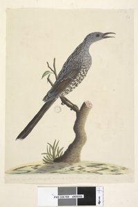 Sayfa 59. Doğal boyut, baş boyun ve göğüs tüyleri sivri uçludur Fırça Wattle, Bird Anthochaera chrysoptera, 1791-92 by Unknown artist