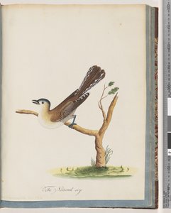 Sayfa 60. Tanımlanamayan kuş. Turdus siyanosefali. Mavi Başlı Pamukçuk by Unknown artist