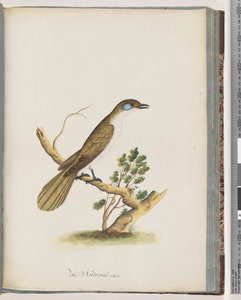 Sayfa 61. Mavi Suratlı Bal Yiyen. Turdus cyanoris. mavi yanaklı ardıç by Unknown artist