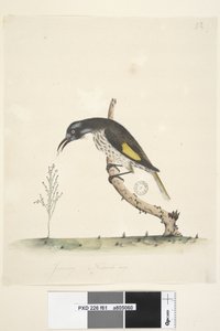 Sayfa 61 Doğal boy Sarı Kanatlı Honeyeater New Holland, 1791-92 by Unknown artist