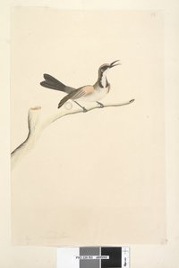 Sayfa 63. Mayıs. Doğal boy Tawny Taçlı Honeyeater Phylidoniris melanops, 1791-92 by Unknown artist