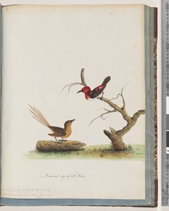 Sayfa 66. 1. Scarlet Honeyeater. Certhia/Balyiyen/oryantale. 2. Tanımlanamayan kuş. Muscicapa malahura by Unknown artist