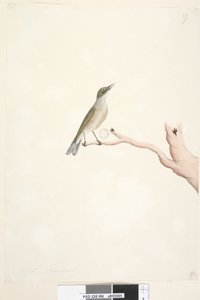 Sayfa 66. Ağustos. Doğal beden Gri, Sırtlı Silvereye Zosterops lateralis, 1791-92 by Unknown artist