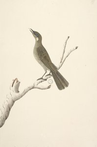 Sayfa 68. Doğal boyut, Ağustos Lewin Honeyeater Meliphaga Lewinii, 1791-92 by Unknown artist