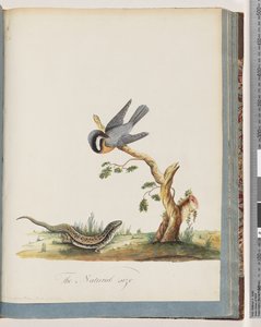 Sayfa 69. Kertenkeleli kimliği belirsiz kuş. Sylvia rufirostris by Unknown artist