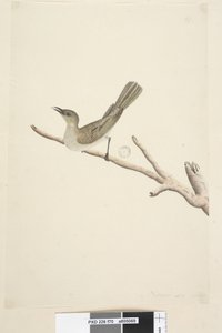 Sayfa 70. Doğal boyut. Ağustos Fuscous Honeyeater Lichenostomus fuscus, 1791-92 by Unknown artist
